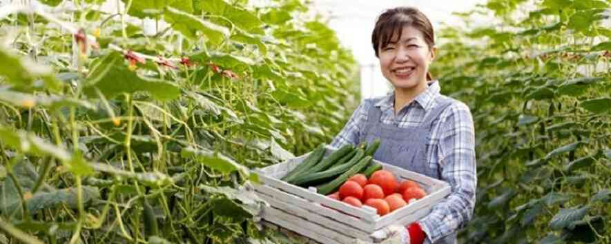 Đơn hàng trồng và thu hoạch cà chua