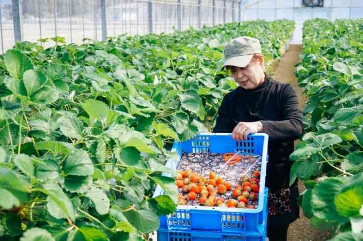 Có nên làm nông nghiệp ở Đài Loan không?