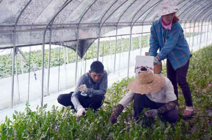 Nông nghiệp có phải là một lựa chọn tốt cho câu hỏi Xuất khẩu lao động Hàn Quốc làm nghề gì