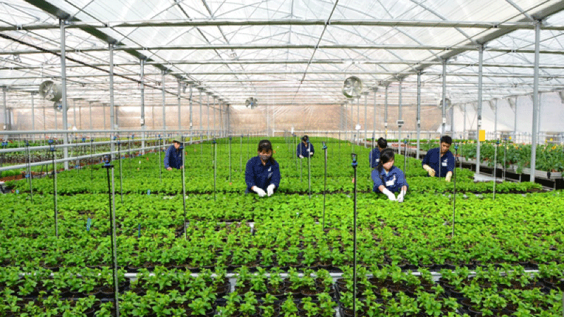 Các đơn hàng xuất khẩu Nhật Bản phù hợp cho nữ giới
